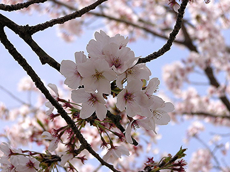 The early cherry blossom report for 2015”, a public bath house!