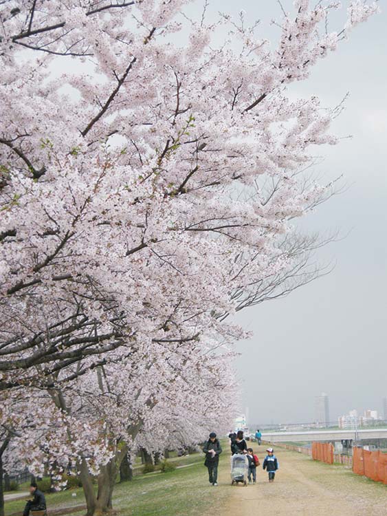 荒川赤羽櫻堤綠地1