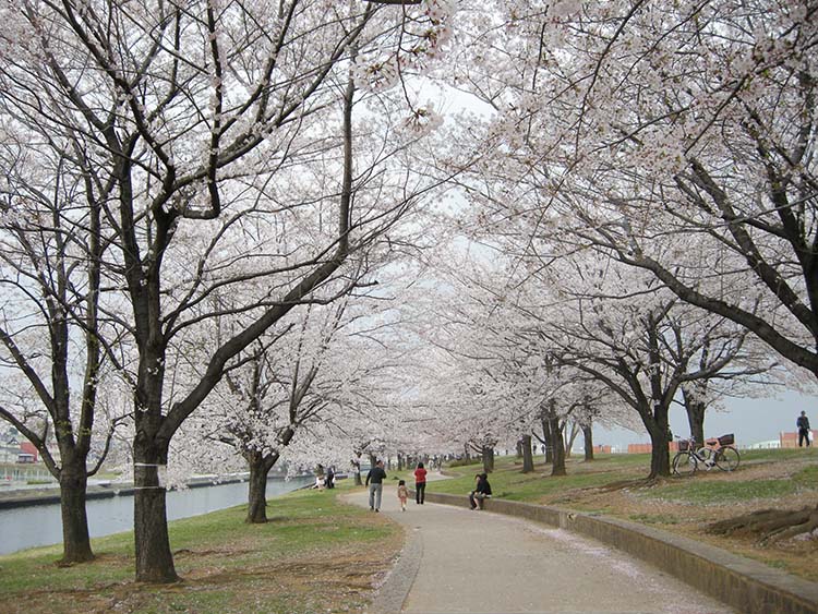 荒川赤羽櫻堤綠地2