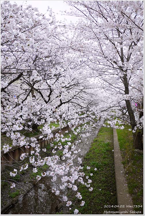 元住吉涉川沿岸1