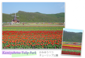 Kamiyubetsu Tulip Park