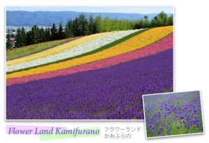 Flower Land Kamifurano