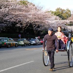 九段　桜